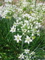 Chlorophytum Tuberosum